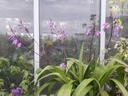 BLETILLA YOKOHAMA KATE - imagine 4