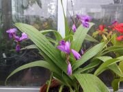 BLETILLA YOKOHAMA KATE - imagine 5