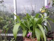 BLETILLA YOKOHAMA KATE - imagine 6