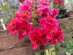 BOUNGAINVILLEA SHARON WESLEY