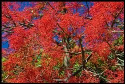 BRACHYCHITON ACERIFOLIUS