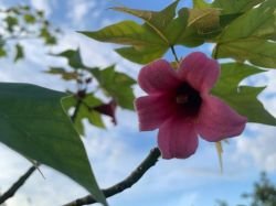 BRACHYCHITON DISCOLOR