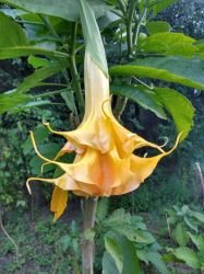 BRUGMANSIA LANGENBUCHER GARTEN