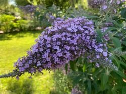 BUDDLEJA PURPURIE