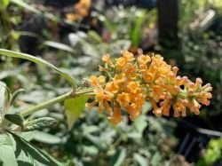 BUDDLEJA"SUNGOLD" LILIAC DE VARA