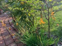 BULBINE FRUTESCENS