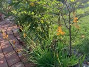 BULBINE FRUTESCENS - imagine 2
