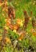 BULBINE FRUTESCENS - imagine 3