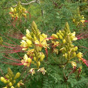 CAESALPINA GILIESII 60-80 CM