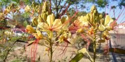 CAESALPINIA GILLIESII (PASAREA PARADISULUI)