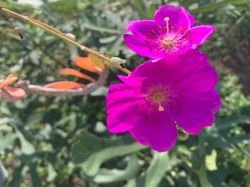CALANDRINIA SPECTABILIS