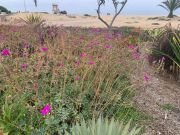 CALANDRINIA SPECTABILIS - imagine 3