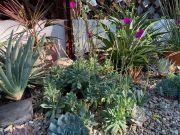 CALANDRINIA SPECTABILIS - imagine 4