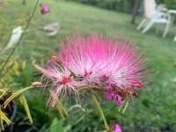 CALLIANDRA SCHULTZEI