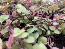 CALLISIA REPENS