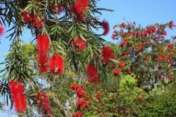 CALLISTEMON VIMINALIS ROȘU-FLOAREA SPALATOR DE STICLA