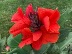 CANNA LYPPO