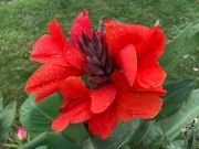 CANNA LYPPO - imagine 2