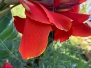 CANNA LYPPO - imagine 3