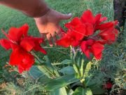 CANNA LYPPO - imagine 4