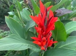 CANNA ROSIE