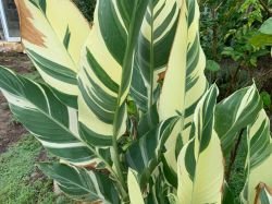 CANNA STUTTGART