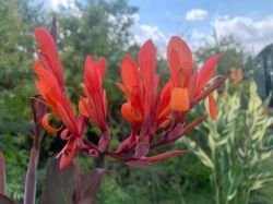 CANNA TROPICANA BLACK