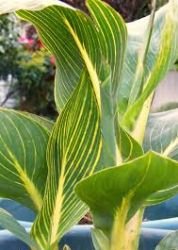 CANNA TROPICANA GOLD