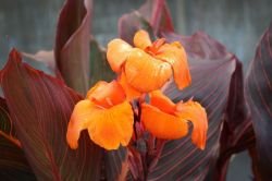 CANNA TROPICANNA