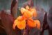 CANNA TROPICANNA - imagine 2