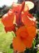 CANNA TROPICANNA - imagine 4