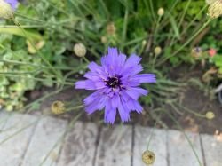 CATANACHE CAERUELIA