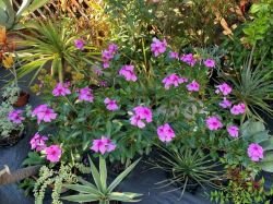 CATHARANTHUS ROSEUS(VINCA DE MADAGASCAR,VINCA COPAC.)
