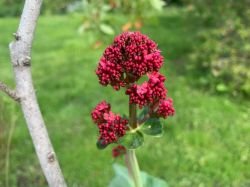 CENTRANTHUS RUBER (VALERIAN)
