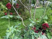 CENTRANTHUS RUBER (VALERIAN) - imagine 3