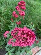 CENTRANTHUS RUBER (VALERIAN) - imagine 4