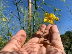 CERCIDIUM FLORIDUM