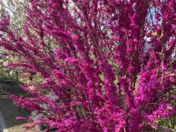 CERCIS CHINENSIS - ARBORELE LUI IUDA