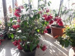 CESTRUM NEWELLII