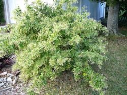 CESTRUM NOCTURNUM