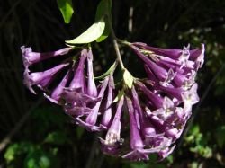 CESTRUM PURPUREUM