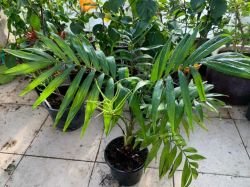 CHAMAEDOREA