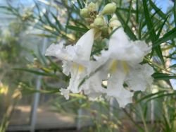 CILOPSIS LINEARIS "HOPE"