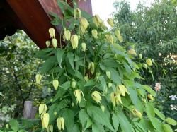 CLEMATIS "KOREAN BEAUTY"
