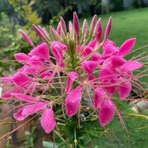 CLEOME HASSLERIANA