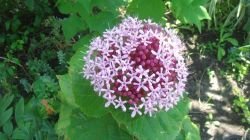 CLERODENDRUM BUNGEI