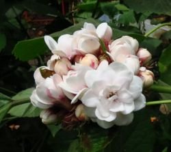CLERODENDRUM PHILIPPINUM