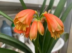 CLIVIA CRYTANTHIFLORA