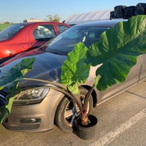COLOCASIA FONTANESII