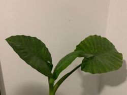 COLOCASIA THAILAND GIGANT